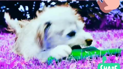 Watch the puppy playing with slippers in this video.