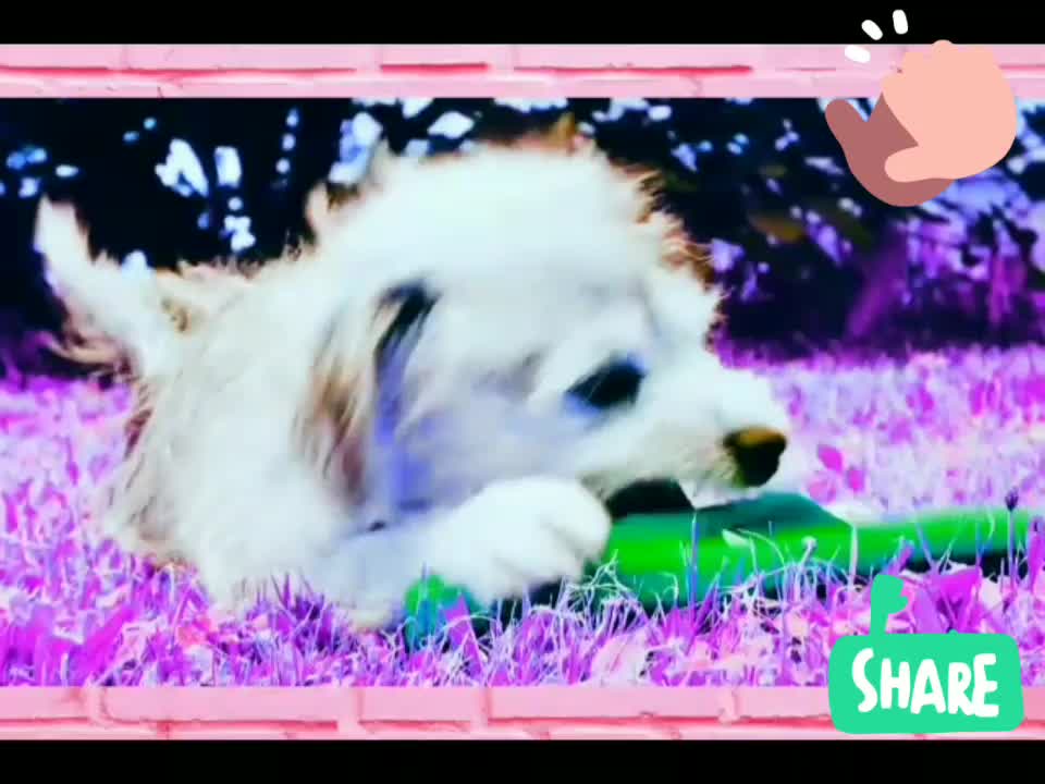 Watch the puppy playing with slippers in this video.