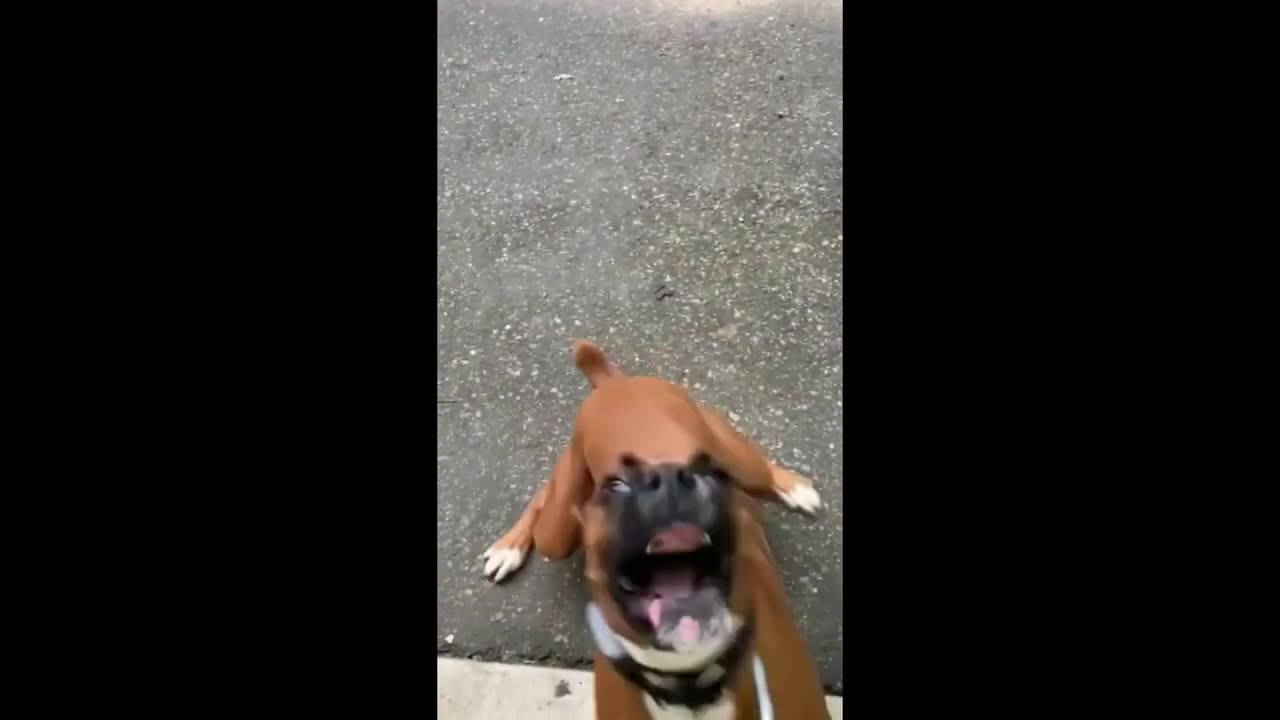 Funny Animal Videos 2023 π Funniest Dogs And Cats Videos πΊπ Part 15Haypyy Pett