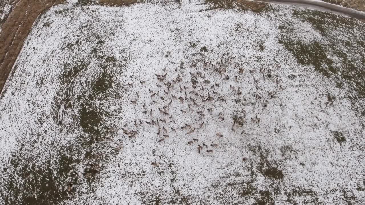 Aerial Shot Of Large Herd Of Elk Grazing In A Field