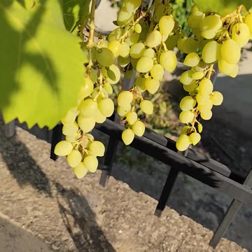 White grapes