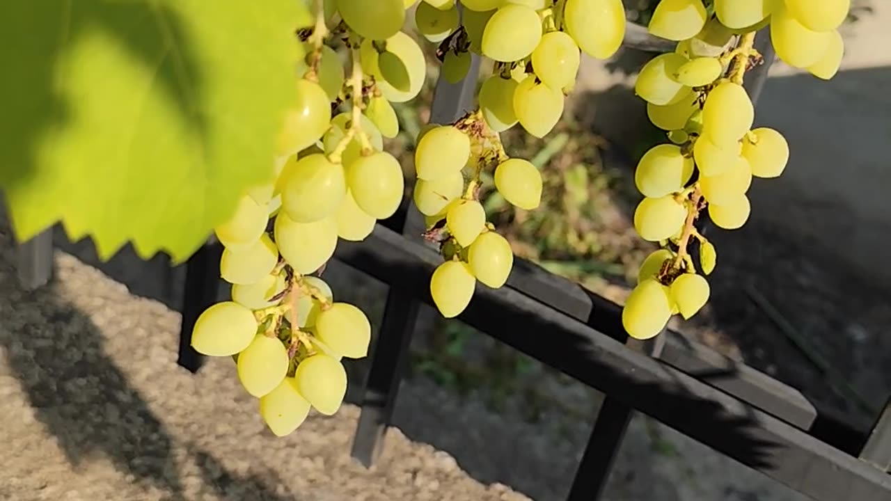 White grapes