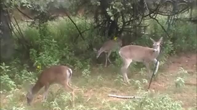 RAINBOW DEER and GRAPES