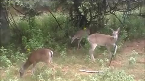 RAINBOW DEER and GRAPES