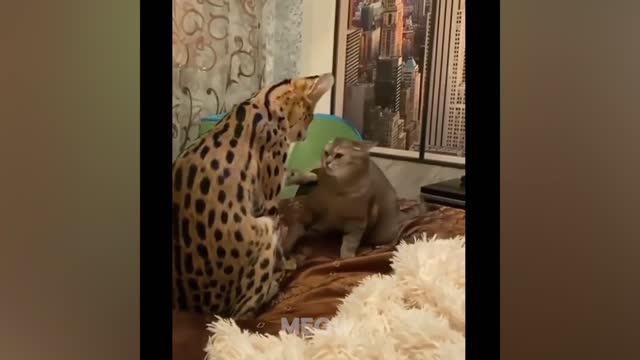 Funniest Animals /Cutest video Ever Best Of The 2021 Funny Animal Videos.cute pet