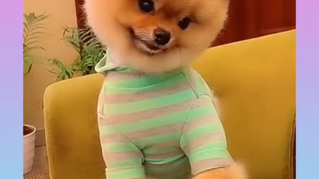 Funny and Cute Dog Video Compilation,🐕🐕_10 _#short