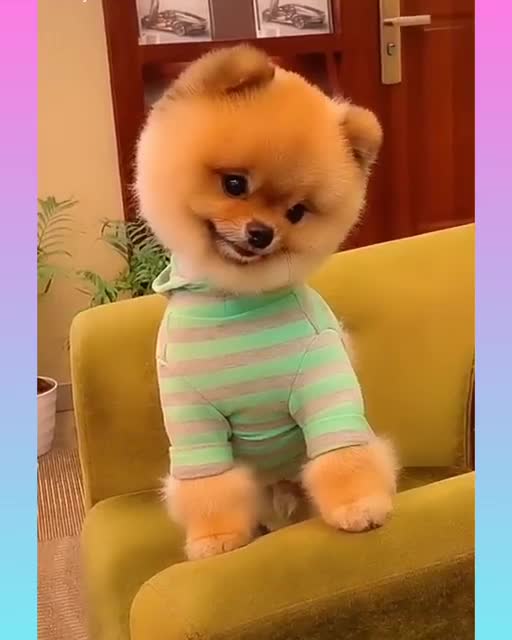 Funny and Cute Dog Video Compilation,🐕🐕_10 _#short