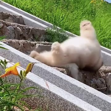 Stupid puppy, I miss you so much