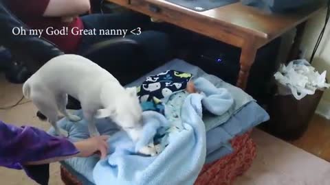 DOGS BEHAVE LIKE BABIES | CUTENESS OVERLOAD