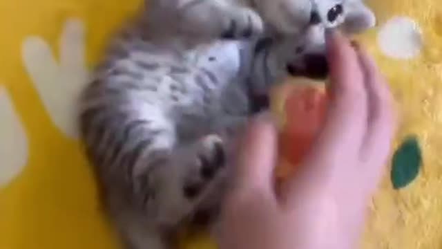 cat -