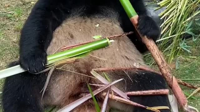 Pandas eat bamboo