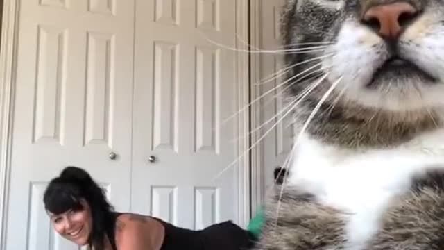 Kitty Photobombs Owner's Yoga Session