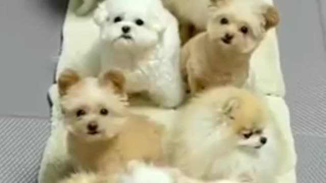 Funny and cute dog training!! Dogs training!! #shorts#viral#cute dog