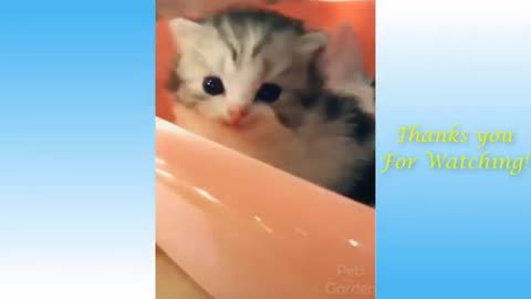 Super funny and very cute animals playing