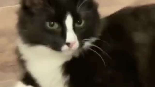 #cute cat#shorts