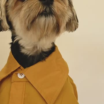 dressing system of dog cute, exculisive video on rumble