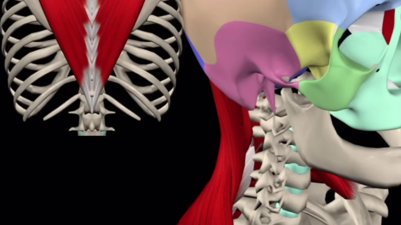 trapezius muscle