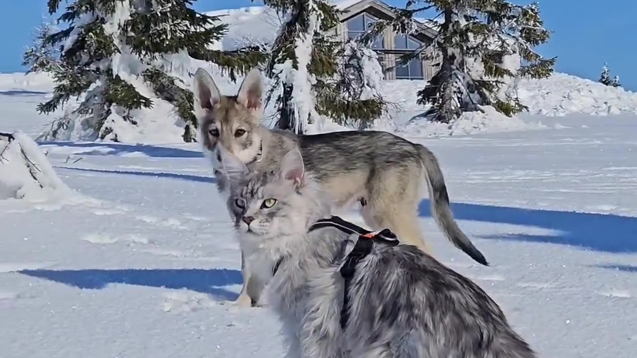 Who is the boss? Wolfdogpuppy or Maine Coon?