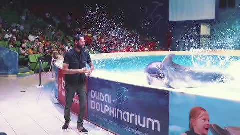 Best of Dolphin Show Ever