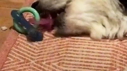 Dog chewing on baby toy