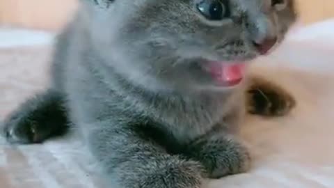 Pretty Funny kittens and cats