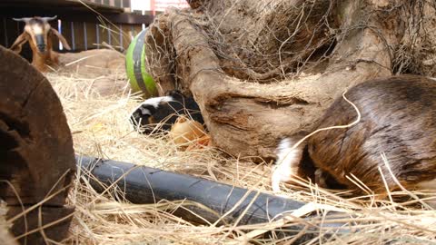 This mommy hamster protects her puppies in an amazing way