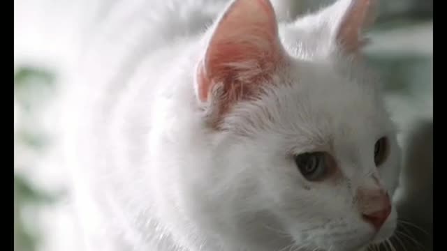 Cute kitty playing piano