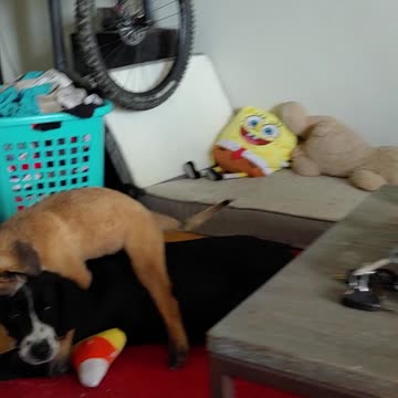 My dog getting along with my new Puppy!