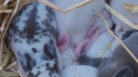 Baby Bunnies in a fresh bed