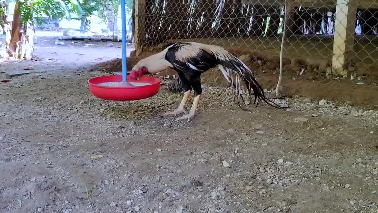 Balamurugan Parrot Nose Farm_p12
