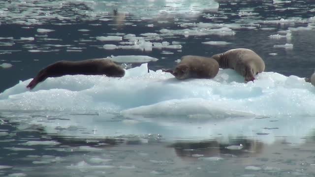 sea lion sleeping on the ice