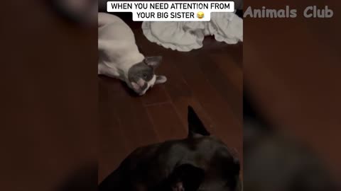 Funniest Cat and Dog