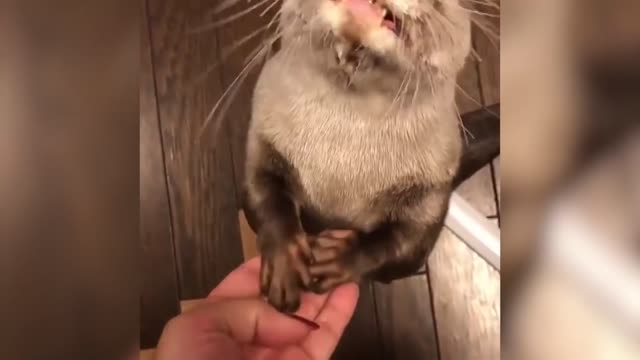 Sweet little otter asks for food.