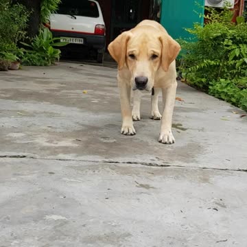 Labrador reacts to the movement