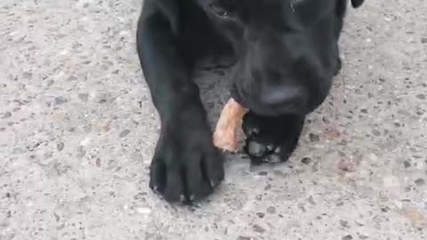 Labrador retriever