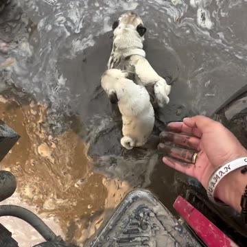 Dodo and shooter fun in mud 🐶