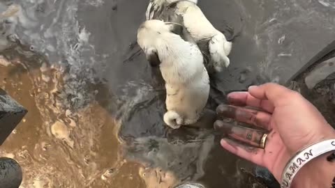 Dodo and shooter fun in mud 🐶