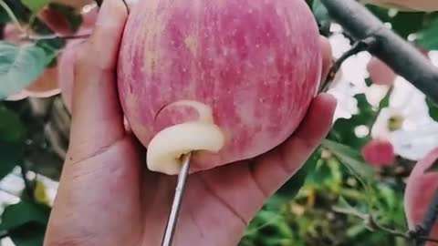 food#FoodLover#fruits#apple