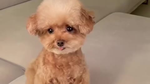 Funny Little Dog Doing Emoji's - Too Cute!