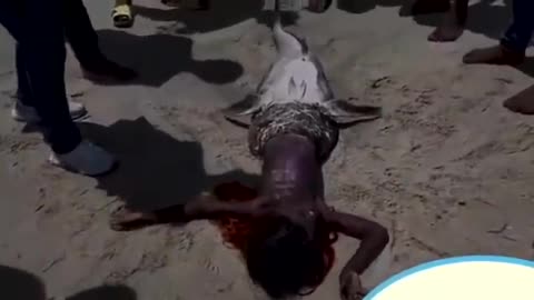 Real Mermaid found in beach in Africa