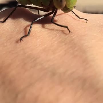 Dragonfly friendship