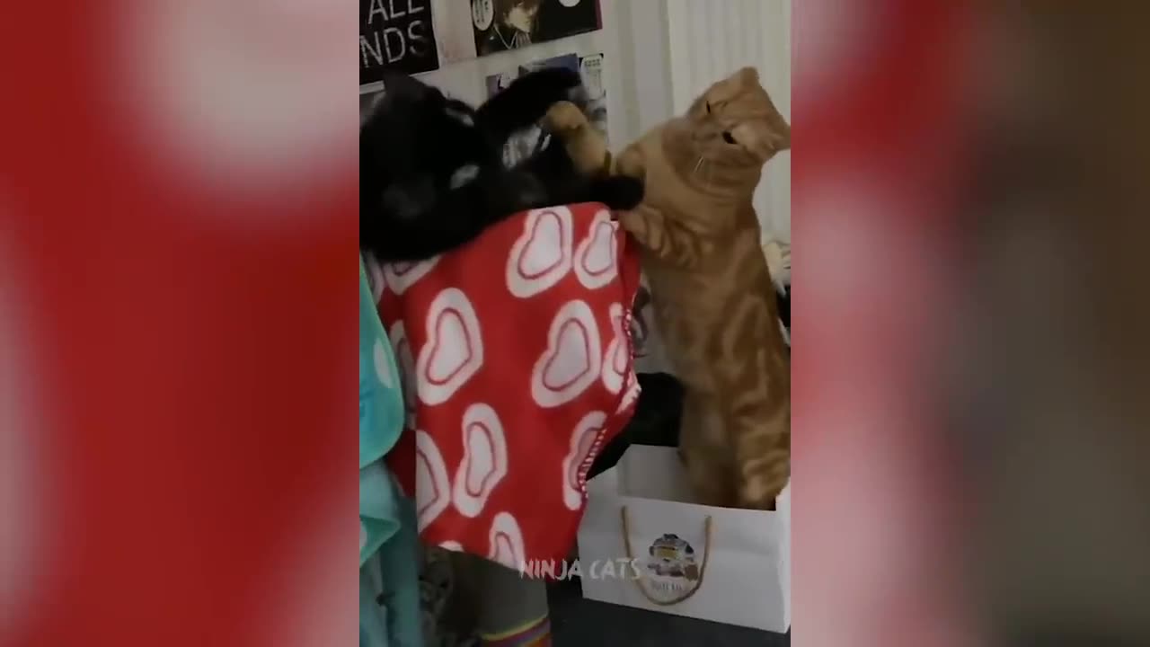 New Funniest Cats And Dogs Videos 😁 Best Of The 2024 Funny Animal Videos 😁 - Cutest Animals Ever