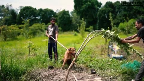 One preventable mistake overnight turned this dog aggressive