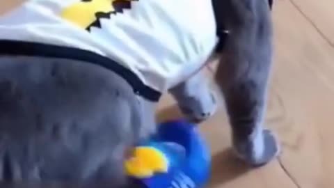 Funny and lovely puppies