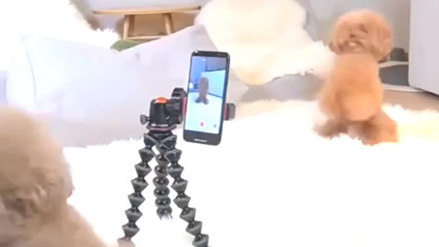 How to Funny puppy Reels Video Shoot