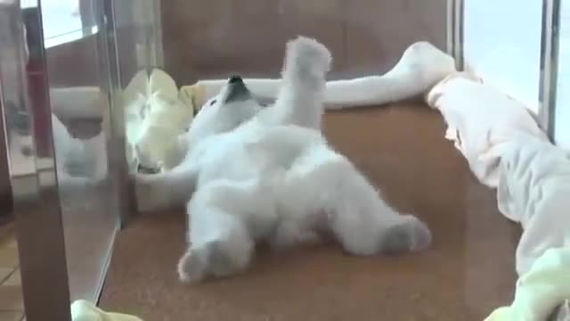 Adorable Polar Bear