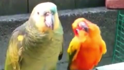 Birds showing you how to get some attention