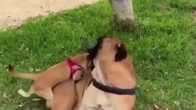 Funny bog video doing naughtyness 🐕🐕🐕