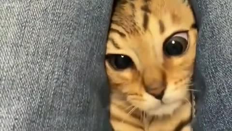 cute cat funny video