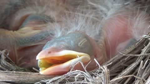 Baby Robins